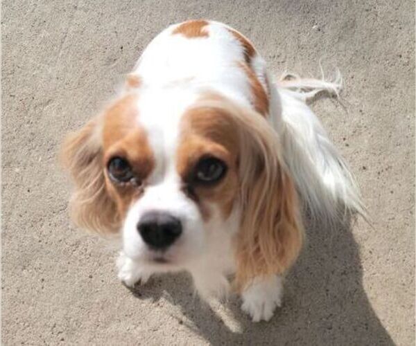 Medium Photo #1 Cavalier King Charles Spaniel Puppy For Sale in CYPRESS, TX, USA
