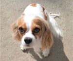 Small Photo #1 Cavalier King Charles Spaniel Puppy For Sale in CYPRESS, TX, USA