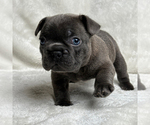 Puppy 2 French Bulldog