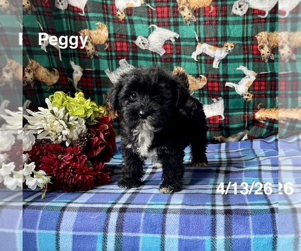 Medium Photo #1 Zuchon Puppy For Sale in MOUNT PLEASANT, MI, USA