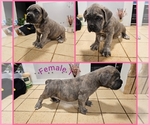 Small Photo #1 Cane Corso Puppy For Sale in FAIR OAKS, CA, USA