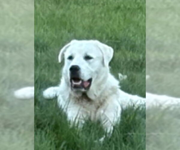 Medium Photo #6 Akbash-Great Pyrenees Mix Puppy For Sale in Missoula, MT, USA