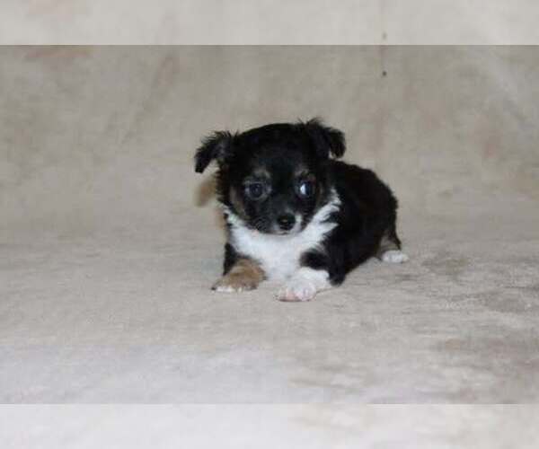 Medium Photo #21 Chihuahua Puppy For Sale in HUDSONVILLE, MI, USA