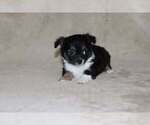 Small Photo #21 Chihuahua Puppy For Sale in HUDSONVILLE, MI, USA