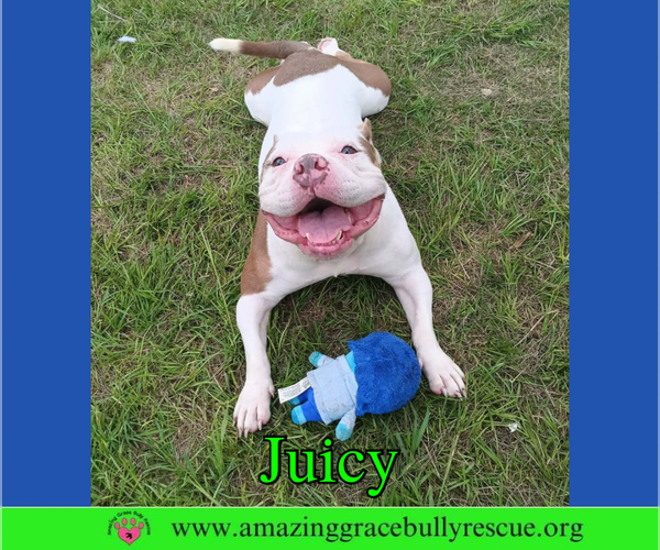 Medium Photo #8 Bulldog Puppy For Sale in Milton, FL, USA