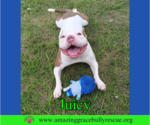 Small #7 Bulldog