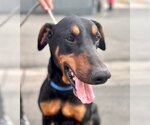 Small Photo #8 Doberman Pinscher-Unknown Mix Puppy For Sale in Lake Forest, CA, USA