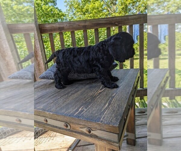 Medium Photo #4 Cock-A-Poo Puppy For Sale in SALEM, MO, USA