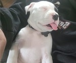 Small Photo #2 Bullboxer Pit Puppy For Sale in NORTH ROSE, NY, USA