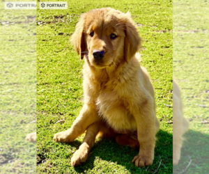 Golden Retriever Puppy for sale in DURANT, OK, USA