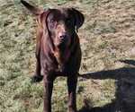 Small Photo #1 Labrador Retriever Puppy For Sale in BARRON, WI, USA