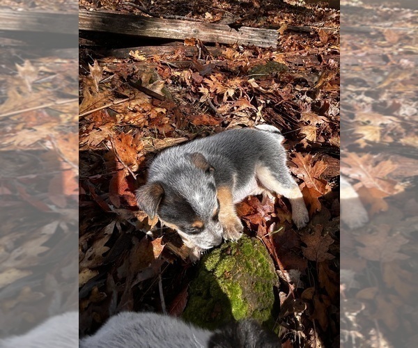Medium Photo #5 Australian Cattle Dog Puppy For Sale in OREGON HOUSE, CA, USA