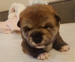 Small Photo #6 Shiba Inu Puppy For Sale in DALY CITY, CA, USA
