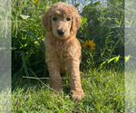 Puppy Finch Poodle (Standard)