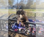 Small Photo #47 Australian Shepherd Puppy For Sale in FARMVILLE, VA, USA