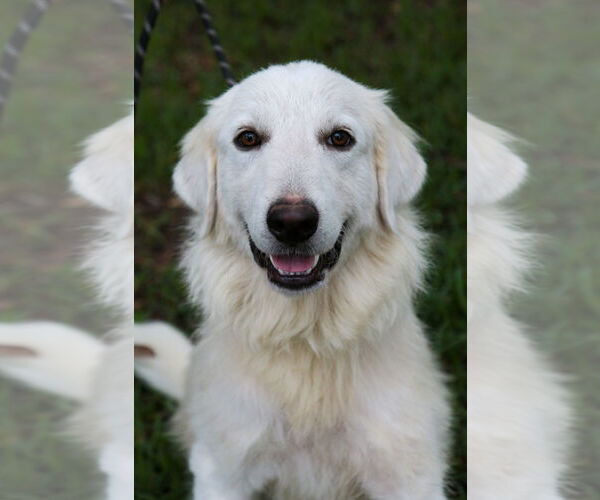 Medium Photo #20 Great Pyrenees Puppy For Sale in Spring, TX, USA