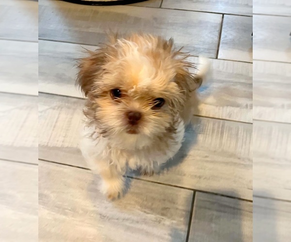 Medium Photo #2 Shih Tzu Puppy For Sale in WESTPORT, MA, USA