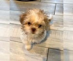 Small #1 Shih Tzu