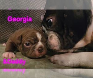 Medium Boston Terrier