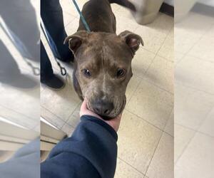 Mutt Dogs for adoption in Stockton, CA, USA