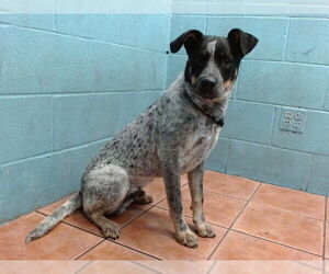 Mutt Dogs for adoption in Downey, CA, USA