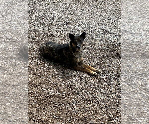 Medium Photo #1 Mutt Puppy For Sale in Chama, NM, USA
