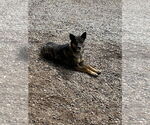 Small Mutt