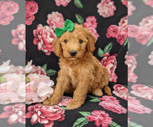 Goldendoodle (Miniature) Puppy for sale in CHRISTIANA, PA, USA