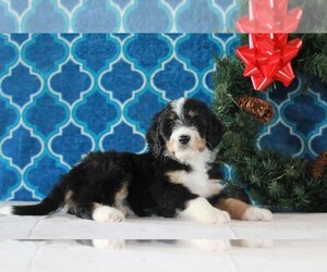 Bernedoodle Puppy for sale in APPLE CREEK, OH, USA