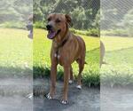 Small #4 Labrador Retriever Mix
