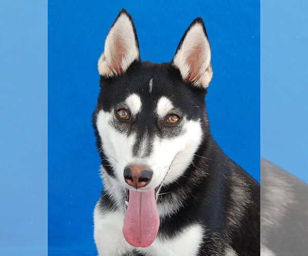 Medium Photo #1 Siberian Husky Puppy For Sale in Pasadena, CA, USA