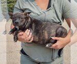 Small #1 Bo-Dach
