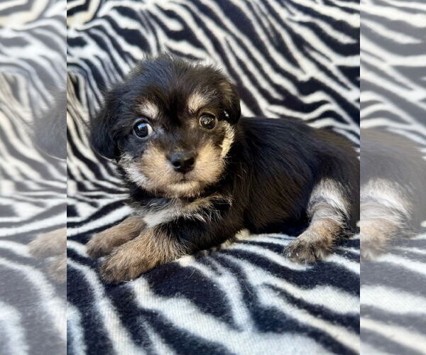 Medium Photo #3 Poodle (Miniature)-Unknown Mix Puppy For Sale in Marina Del Rey, CA, USA