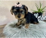 Small #2 Yorkshire Terrier