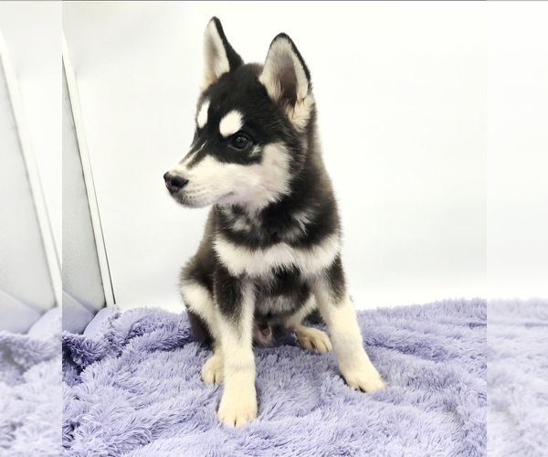 Medium Photo #3 Siberian Husky Puppy For Sale in SANDY HOOK, KY, USA