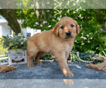 Puppy Liberty Golden Retriever
