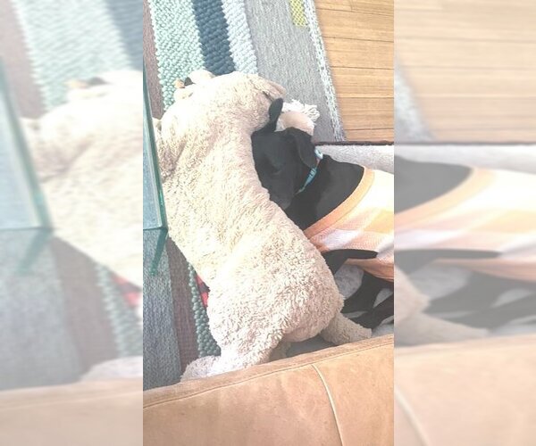 Medium Photo #8 Dachshund-Labrador Retriever Mix Puppy For Sale in Los Angeles, CA, USA