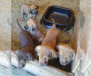 Bloodhound-Great Dane Mix Puppy for sale in RIDGELAND, SC, USA