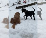 Small #1 Greyhound-Labrador Retriever Mix
