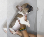 Puppy 3 French Bulldog