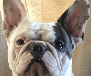 Mother of the French Bulldog puppies born on 04/02/2019