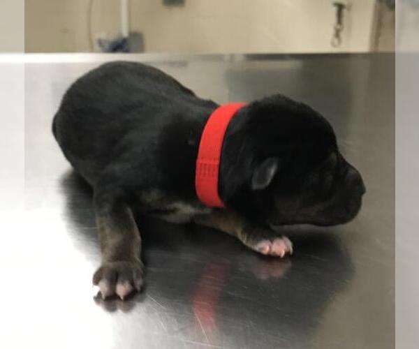 Medium Photo #1 Labrador Retriever-Unknown Mix Puppy For Sale in Conroe, TX, USA