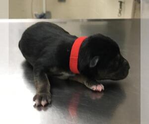 Labrador Retriever-Unknown Mix Dogs for adoption in Conroe, TX, USA