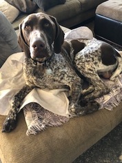 Father of the German Shorthaired Pointer puppies born on 04/24/2018