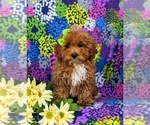Small Photo #1 Poodle (Miniature) Puppy For Sale in RISING SUN, MD, USA