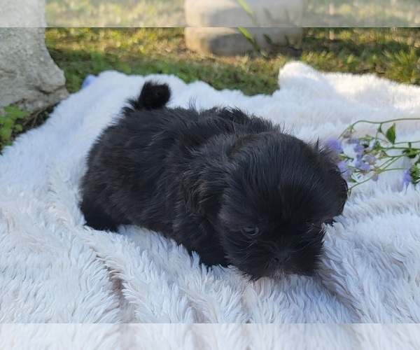 Medium Photo #4 Shih Tzu Puppy For Sale in BRANDON, FL, USA