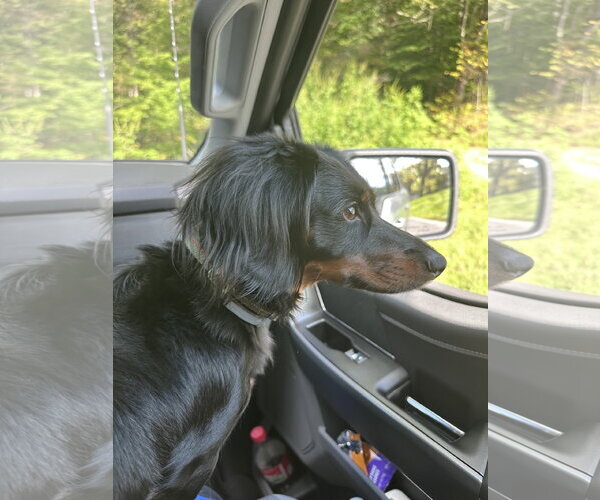 Medium Photo #5 Dachshund Puppy For Sale in Fruitland, SC, USA