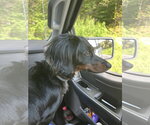 Small #4 Dachshund