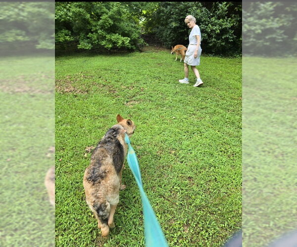 Medium Photo #4 Airedale Terrier-German Shepherd Dog Mix Puppy For Sale in Winston Salem, NC, USA