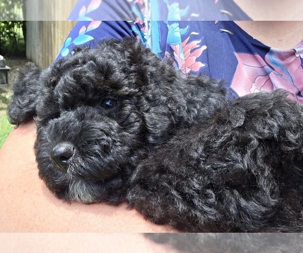 Medium Photo #2 Aussiedoodle Puppy For Sale in WILLS POINT, TX, USA